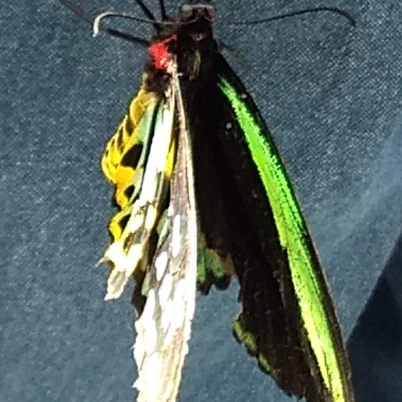 Meet your Posher, Nilsa - Picture 1 of 1